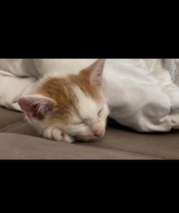 вислоухая кошка сколько стоит: Кошка даром: Беспородная, 2 месяца, Мальчик — 2