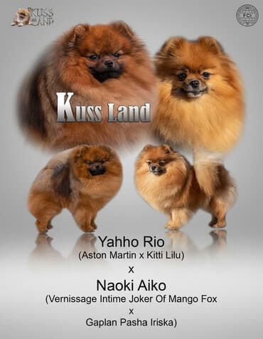 акустические системы terra колонка в виде собак: Питомник Kuss Land — померанские шпицы (FCI) Щенок Померанского шпица — 2