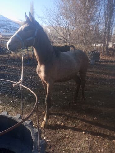 французский булдог: Продаю | Конь (самец) | Рабочий — 1