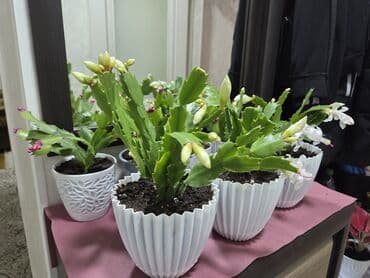 гранат комнатный: Продаю домашние цветы: Белые декабристы,каланхое, хавортии — 2