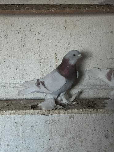 клетка бодоно: Породистый голубь декоративного направления. - Окрас: светло-серый — 1