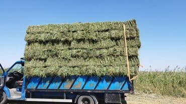 наполнитель для животных: Продаю тюк Сено в тюках (прямоугольные кипы) Чоп сатам - Кормовое — 1