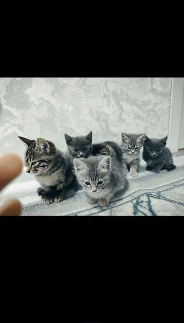 Котята домашние, короткошёрстные. Окрас: серый дымчатый, серо-тигровый