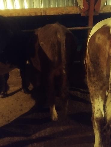 ангуз бука: Продаю | Бык (самец) | Полукровка | На откорм | Привязанные — 8