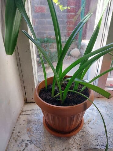 меняю доплатой мне: Лилия — 1