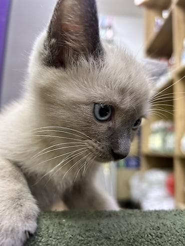 кой сойобуз: Котёнок с окрасом поинт (светлая шерсть с более тёмной мордочкой — 2