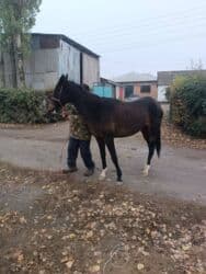 продаю охотничий собаку дратхар: Продаю | Кобыла (самка) | Полукровка, Английская, Арабская | Для разведения, Конный спорт | Племенные, Осеменитель, Мерин — 4