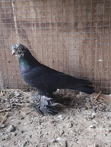 А/ч жаныбарларын сатам: Продам голуби🕊 срочно🆘 игра есть не болеют гарантием даю одна штука — 10