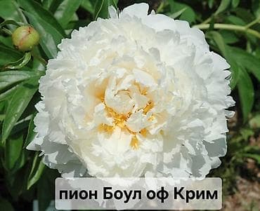 малинова: Саженцы — 10