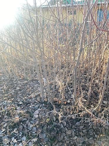 помидор цена: Саженцы яблони «Молдованский полукарлик» (летний сорт) - Возраст — 4