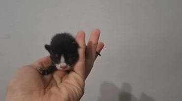 кошка шотландская вислоухая: Кошка даром: Беспородная, Мальчик — 2