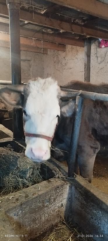 Продаю | Тёлка | Полукровка | Для разведения | Стельные