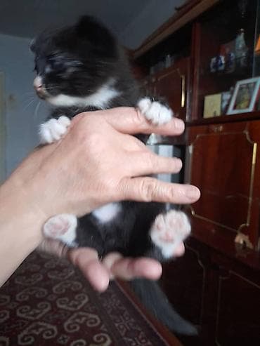 акти: Котята, пушистые комочки счастья с белыми «носочками» и ярко‑голубыми — 8