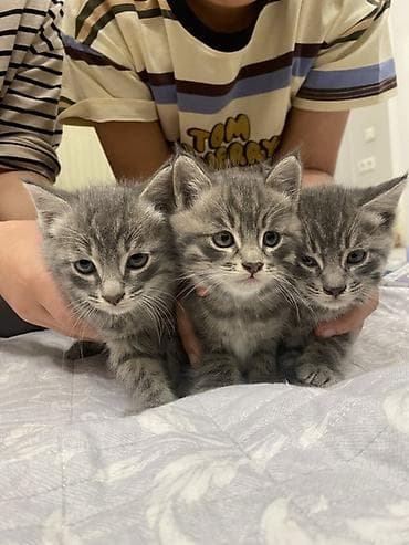 Ищем любящий дом для котят 🐾 Им ровно 2 месяца — остались 1 мальчик и