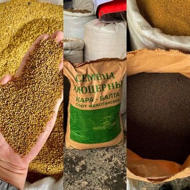 Беде урук сатабыз келишем баада анализден откон 99% чыгышына кепилдик