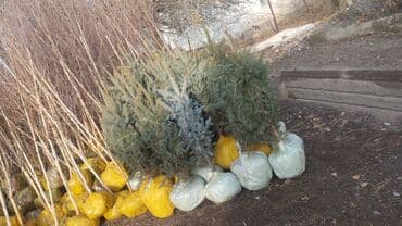 триммеры для трав: Саженцы деревьев: Ели — 7