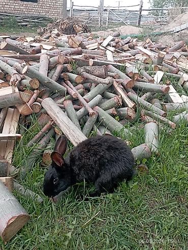 Кемирүүчүлөр: Продаю кролика/крольченка — 5