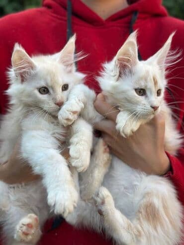 именные ошейники для кошек на заказ: Порода: мейн‑кун, окраc кремовый с белым. Пол: не указан (на фото — 5