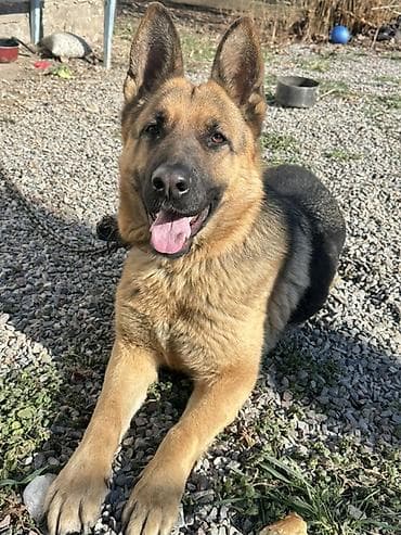 Немецкая овчарка, 10 месяцев, Самка, С прививкой