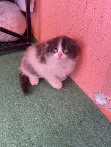 иттер ош: Скотиш Фолд (Шотландиялык шалпаң кулак), 2 айлык, Эркек, Биколор, Лотокко барууга үйрөтүлгөн — 3