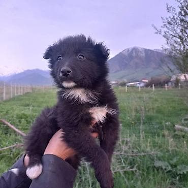 Ищем дом для замечательных щенков! Мальчики белые, девочка пушистая