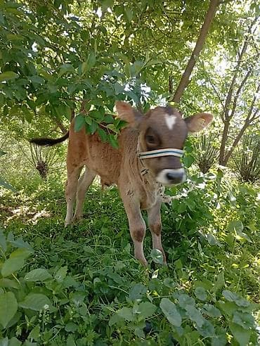 Продаю | Музоо, торпок | Джерсейская | Для разведения