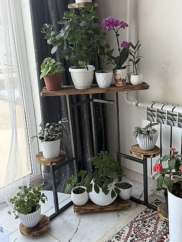 алоэ комнатный цветок: Полка, этажерка для цветов, Дерево — 1