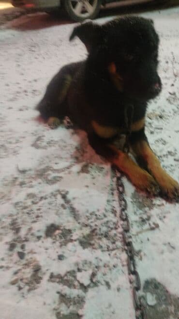 той ырлары 2020 скачать: Мальчик кличка Лион.молодой ещё.после отстрела.сейчас с ним все в — 2