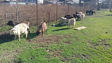 Продам с/х животных: Продаю | Коза (самка), Козлёнок | Полукровка | На забой, Для разведения, Для молока | Племенные, Котные — 6