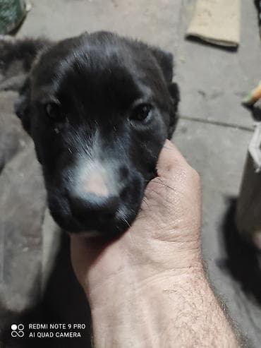 Щенки смешанных пород - Возраст на фото: примерно 2, 5месяца. -