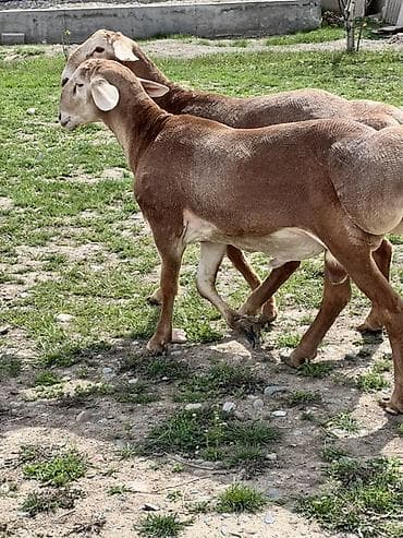 алабай собака: Продаю | Баран (самец) | Для разведения | Племенные — 3