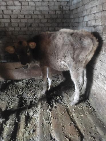 карову: Продаю | Музоо, торпок | На откорм | Привязанные — 2