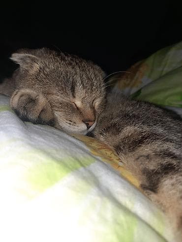 животные собаки: Скотиш Фолд (Шотландская вислоухая), 1 год, Девочка, Приучена к лотку — 6