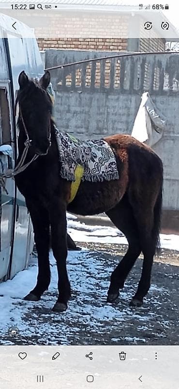 коз кой: Продаю | Жеребенок — 3