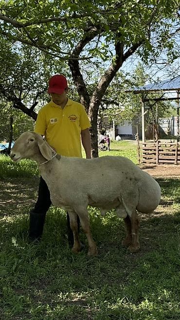дончак тайлар: Продаю | Баран (самец) | Для разведения | Племенные — 3