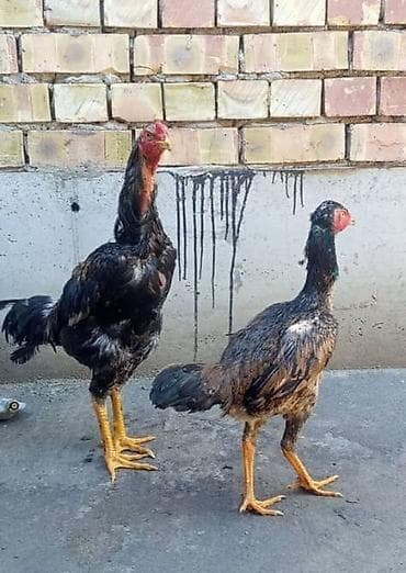 арашан ко: Сатам | Тооктор | Тебиштирүүчү | Көбөйтүү үчүн — 1