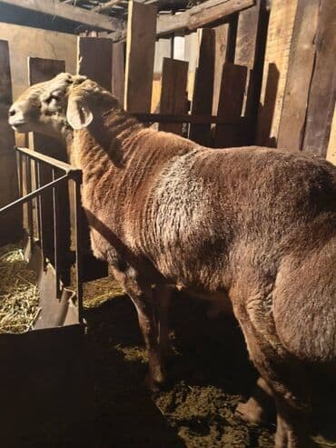 буудай сатып алам: Продаю | Баран (самец) | Для разведения | Племенные — 2