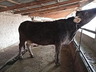 стельные корова: Продаю | Корова (самка) | Для молока | Привязанные — 1