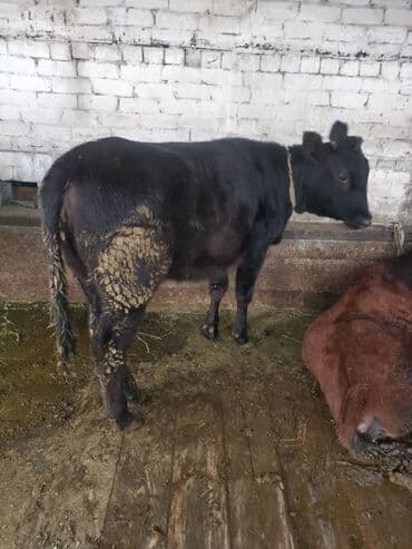 узи кара балта цены: Сатам | Музоо | Бордоп семиртүү үчүн | Байланган — 4