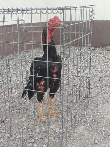 сельскохозяйственные животные продажа: Продаю | Куры — 3
