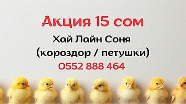 чон ат: Продаю | Цыплята | Хай-Лайн Соня Грей | На забой, Для разведения, Несушки — 1