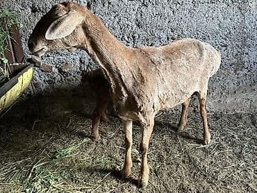 живые дрожи: Продаю | Овца (самка) | Для разведения | Матка — 1