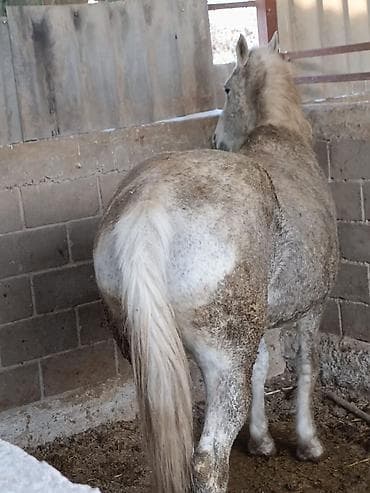 продаю конь: Продаю | Кобыла (самка) | Для разведения — 4