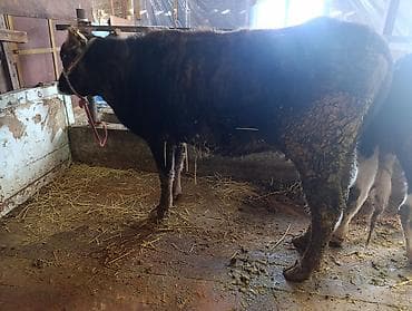 Продаю | Бык (самец) | На откорм | Привязанные
