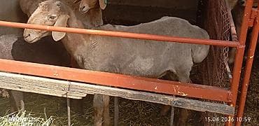 собаки таксы: Продаю | Баран (самец) | Для разведения — 2