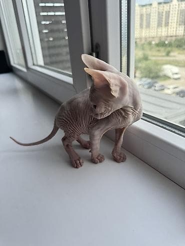 кошка свинкс: Сфинкс, 2 месяца, Девочка — 2