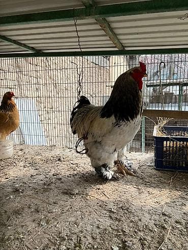 Продам с/х животных: Продаю | Куры, Петух | Брама | Для разведения — 1