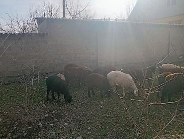 кочко: Продаю | Ягненок | Полукровка | Для разведения — 2