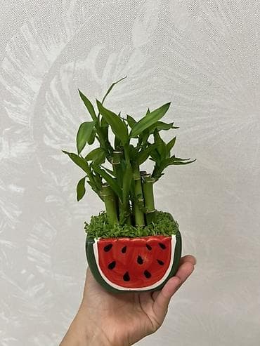 монстера манки: Комнатное растение “Счастливый бамбук” (Dracaena sanderiana) в — 2