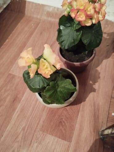 беде семена: Гулдор сатылат местный бегонялар — 2